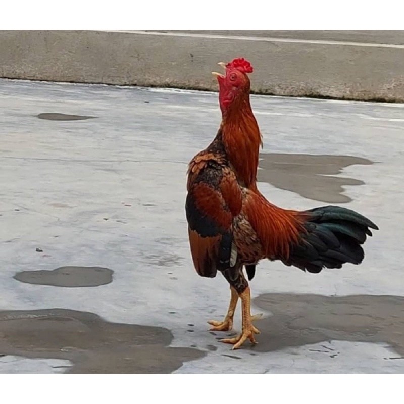 Cám siêu đạm dạng viên cao cấp 1kg - Thúc đẩy tạo cơ, tiêu mỡ