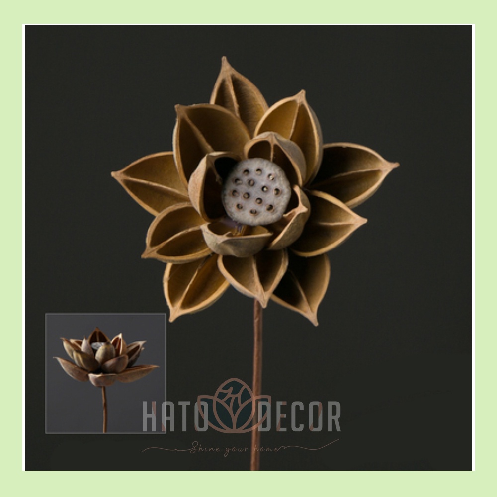 Combo Hoa sen gỗ khô decor trang trí