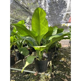 Cây đại phú gia