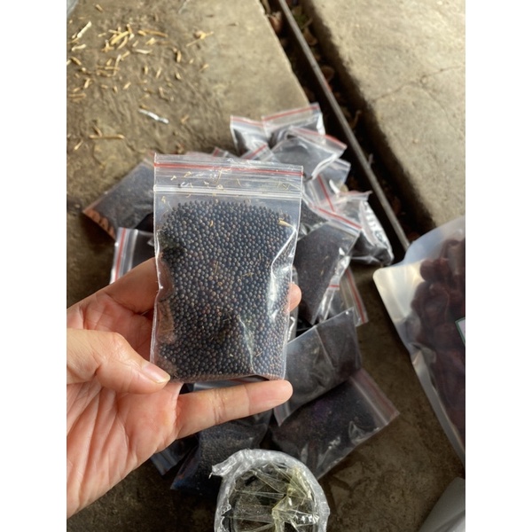 Hạt giống cải mèo