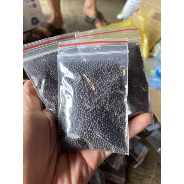 Hạt giống cải mèo