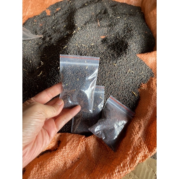 Hạt giống cải mèo