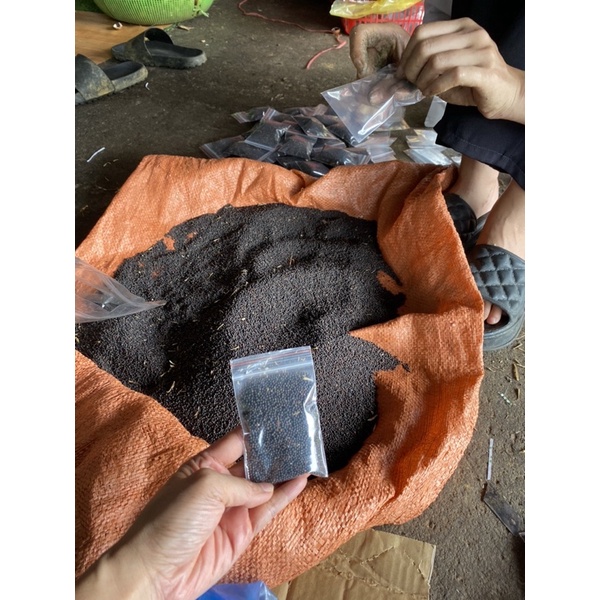 Hạt giống cải mèo