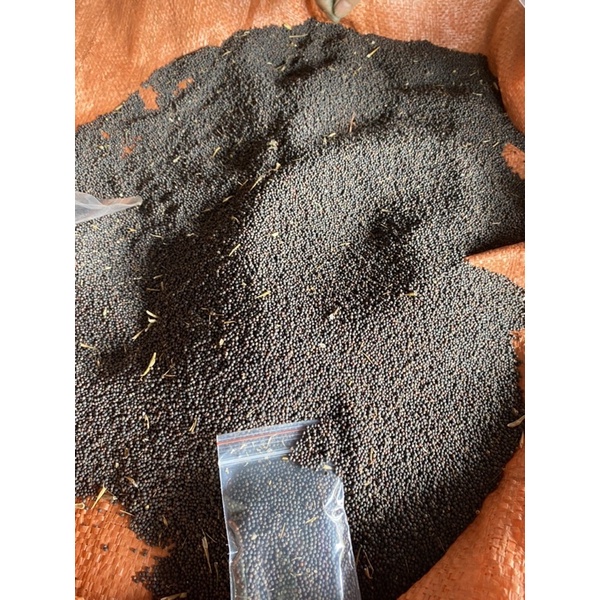 Hạt giống cải mèo