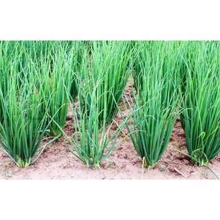 Hạt Giống Hành Lá Cao Sản ( 2gr )