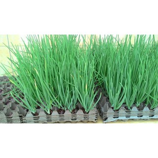 Hạt Giống Hành Lá Cao Sản ( 2gr )