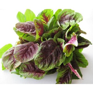 Hạt Giống Rau Dền Tía (20 Gr)