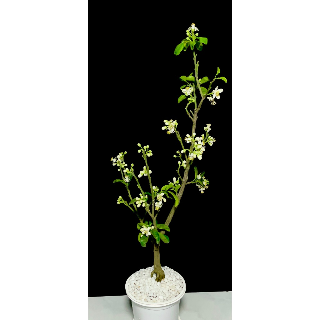 Cây bưởi mini giống siêu hoa thơm nức@
