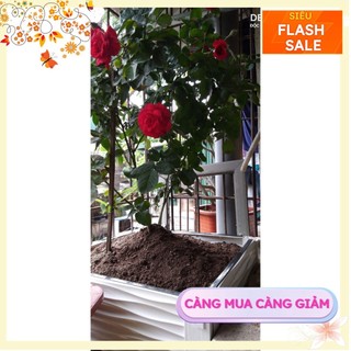 chậu ghép thông minh hàng việt nam kích thước dài 50cm rộng 50cm cao 39cm siêu yêu