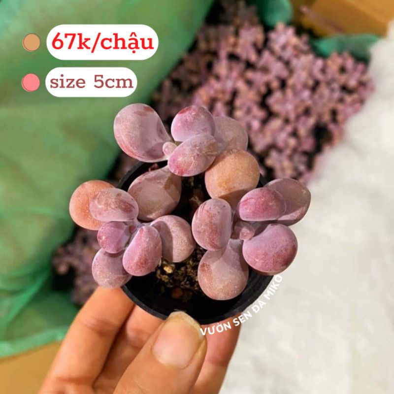 Sen đá Sỏi Hồng lá tròn siêu cưng size chậu 5cm 3-4 đầu chung gốc có sẵn tại vườn MIKO_GARDEN lỗi 1 đền 1