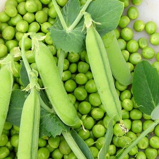 Hạt giống đậu Hà Lan cao sản 10gr