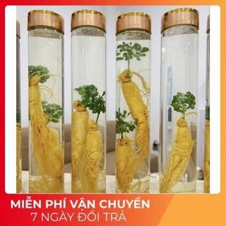 Bình ngâm rượu thủy tinh ngâm sâm cao cấp