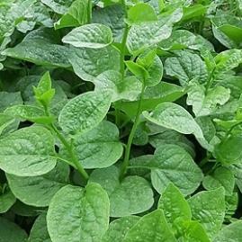 20g Hạt giống rau mồng tơi cao sản