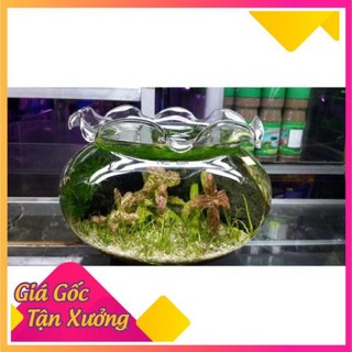 Bể cá thuỷ tinh nuôi cá HB01