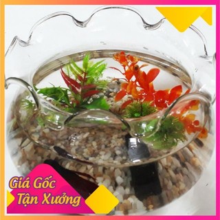 Bể cá thuỷ tinh nuôi cá HB01 *BAO BỂ VỠ*