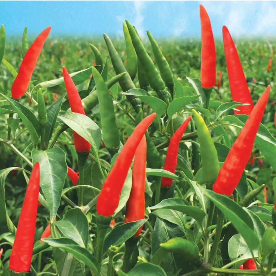 50H Hạt giống ớt chỉ thiên siêu cay siêu trái f1