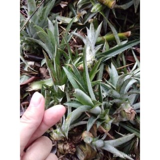 🌲🌲5->20cm🌲🌲 con giống khóm, dứa hậu giang 5cm đến 20cm