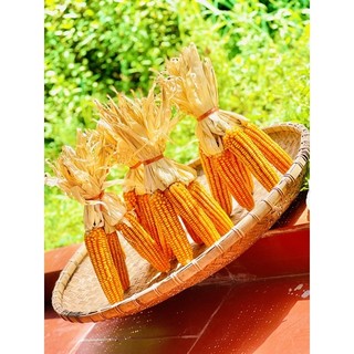 Bắp ngô decor, bắp ngô khô, bắp ngô trang trí, Trái bắp ngô khô, bắp loại 1 to đều hạt, dây bắp decor trang trí tết