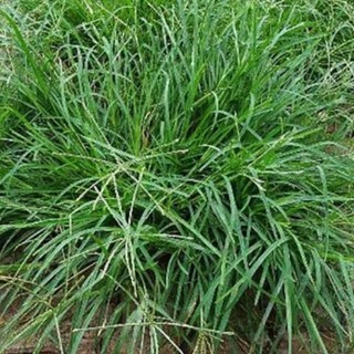 Cỏ mần trầu tươi/khô 500g