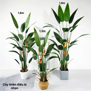 Cây giả, cây thiên điểu lá nhọn 1,2m 1,6m và 1,8m cây trang trí