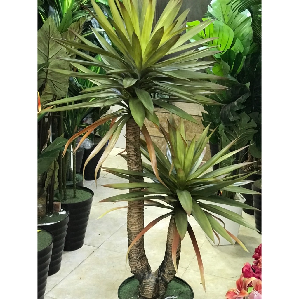 CÂY GIẢ, CÂY PHÁT TÀI 2 NHÁNH HUYẾT RỒNG CAO 1,35M TRANG TRÍ DECOR NHÀ CỬA BỀN ĐẸP