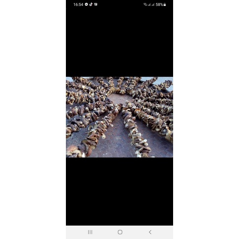 NẤM HƯƠNG RỪNG - CAO BẰNG