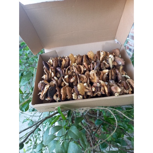 NẤM HƯƠNG RỪNG - CAO BẰNG