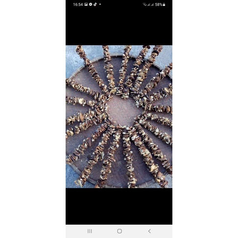 NẤM HƯƠNG RỪNG - CAO BẰNG