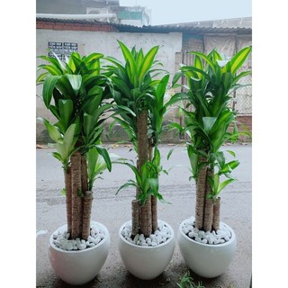 Chậu cây thiết mộc lan