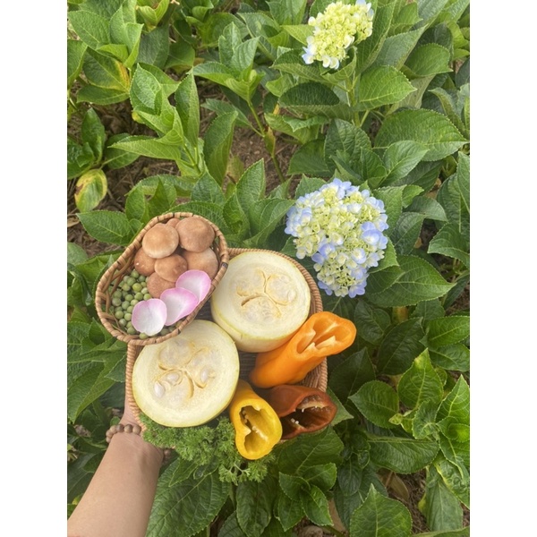 Quả Bí sợi mì - sản phẩm Dinh dưỡng, healthy từ Đà Lạt - 1 quả