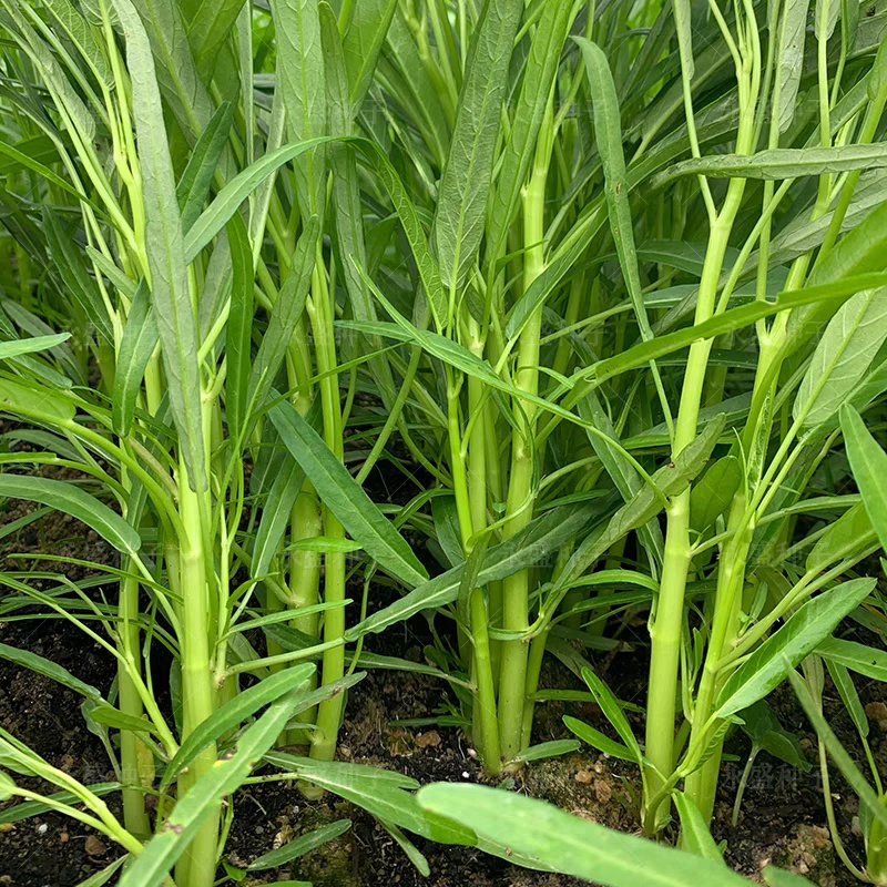100gram hạt giống rau muống ba chạc