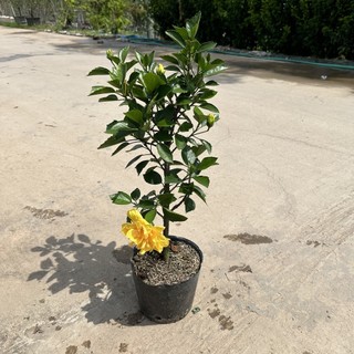 Cây dâm bụt - cây dâm bụt vàng kép Cao 30cm tán to đẹp trang trí sân vườn