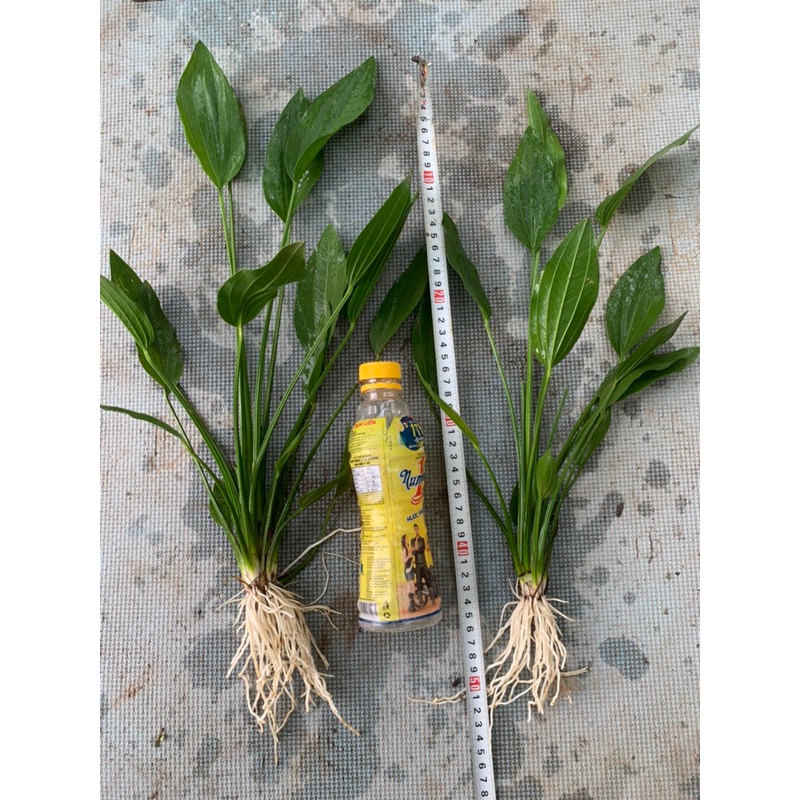 Cây lan nước Thuỷ sinh cao 35-45 cm, combo 5 cây