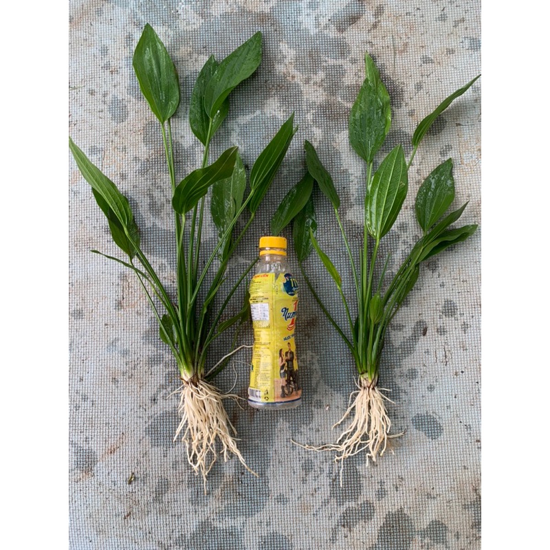 Cây lan nước Thuỷ sinh cao 35-45 cm, combo 5 cây