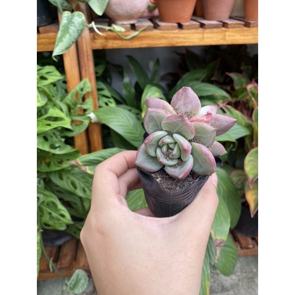 Sen đá pha lê hồng