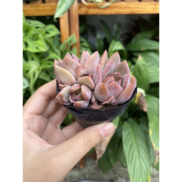 Sen đá pha lê hồng