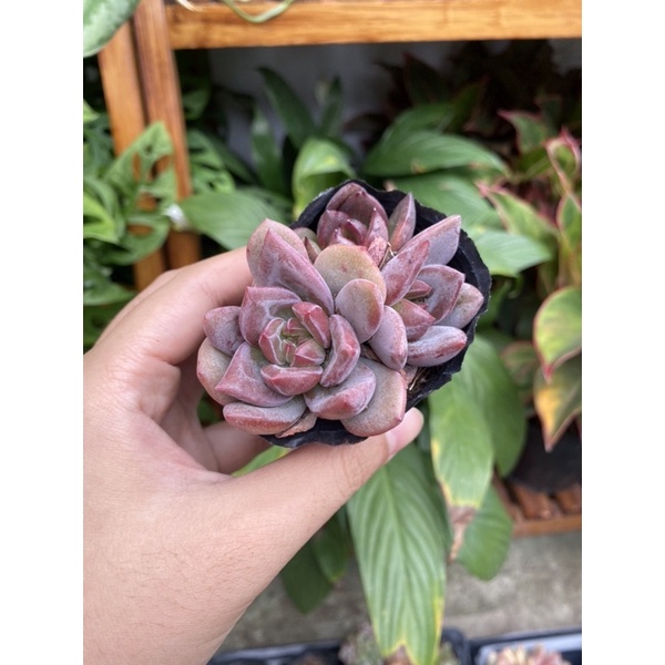 Sen đá pha lê hồng