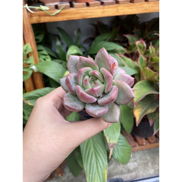 Sen đá pha lê hồng