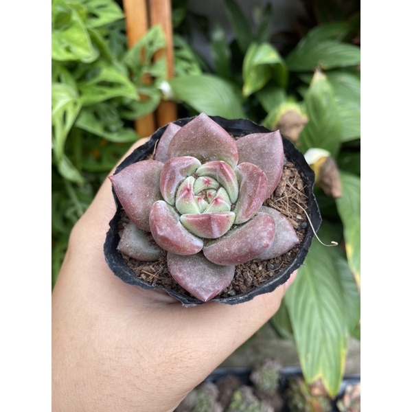 Sen đá pha lê hồng