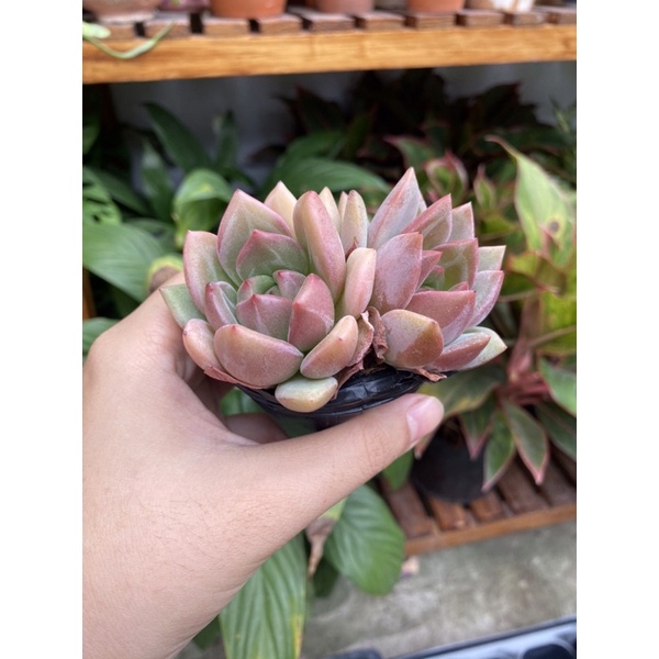 Sen đá pha lê hồng