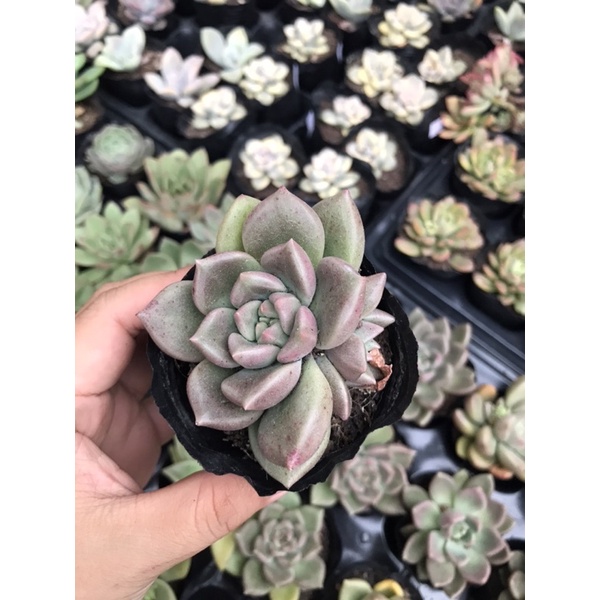 Sen đá kem bơ size bầu