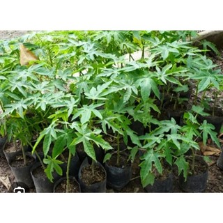 Cây đu đủ con