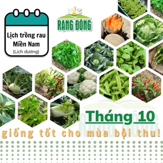 Hạt giống Rau Củ Quả trồng theo mùa ở miền NAM, tháng 10 này trồng rau gì? - Hạt giống Rạng Đông
