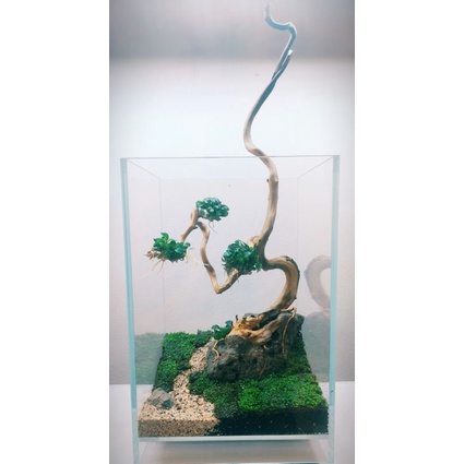 Lũa đỗ quyên 100g