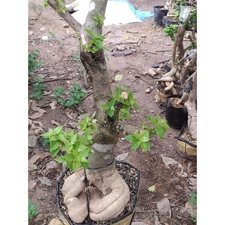 Phôi giấy mỹ size lớn ( giao hàng ngẫu nhiên)