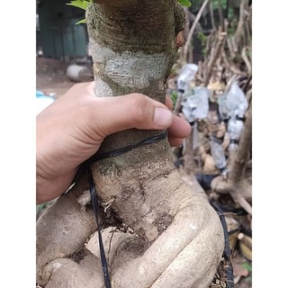 Phôi giấy mỹ size lớn ( giao hàng ngẫu nhiên)