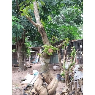 Phôi giấy mỹ size lớn ( giao hàng ngẫu nhiên)