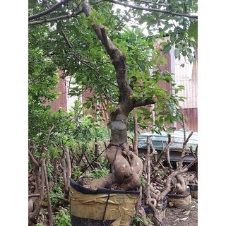 Phôi giấy mỹ size lớn ( giao hàng ngẫu nhiên)