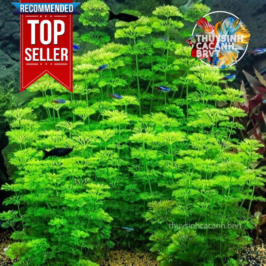 10 cây Tiểu Bảo Tháp 10-15cm