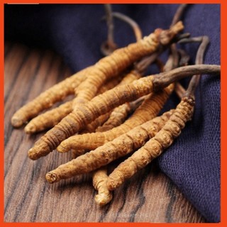  ĐÔNG TRÙNG HẠ THẢO BHUTAN NGUYÊN CON-(HÀNG ĐẶC BIỆT)  10gr( từ 25->30 con) MS998